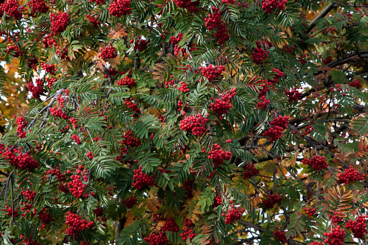 Ruduo, Rowan, Kalnų Pelenai, Lapai, Kritimas, Gamta, Lapai, Sezonas, Rudens Lapai, Raudona