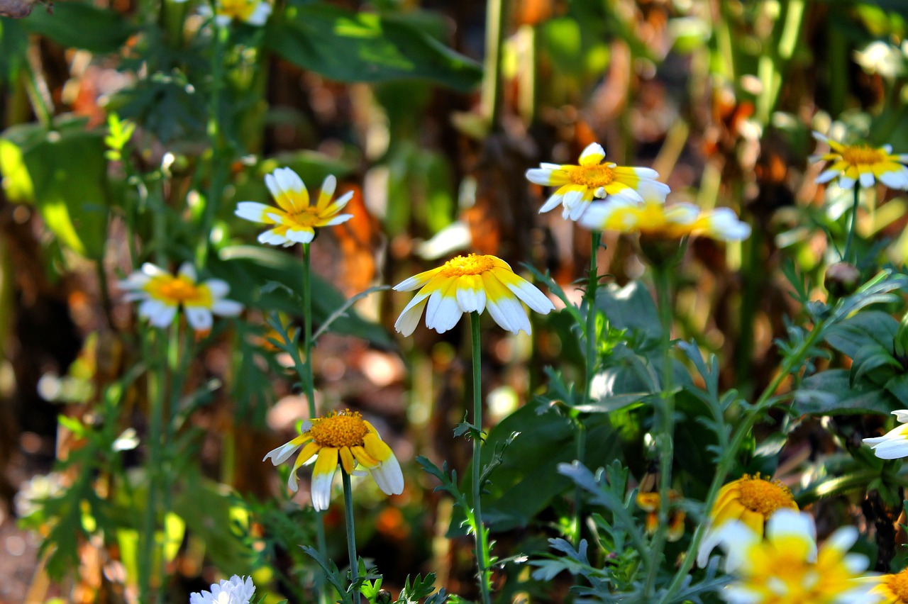 Ruduo, Daisy, Gražios Gėlės, Flora, Augalas, Nemokamos Nuotraukos,  Nemokama Licenzija