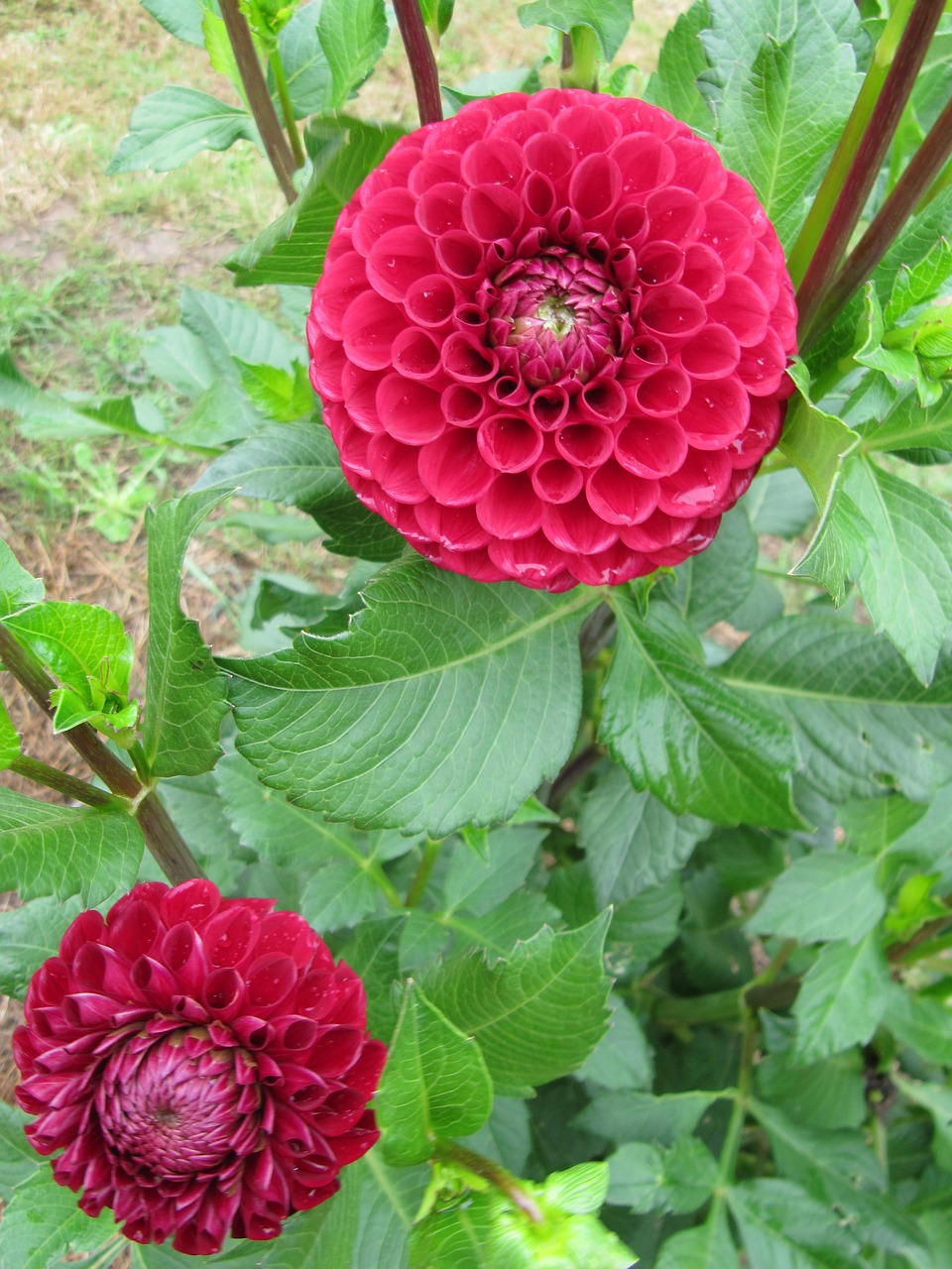 Dahlia, Ruduo, Rudens Gėlė, Rožinis, Sodas, Violetinė, Nemokamos Nuotraukos,  Nemokama Licenzija