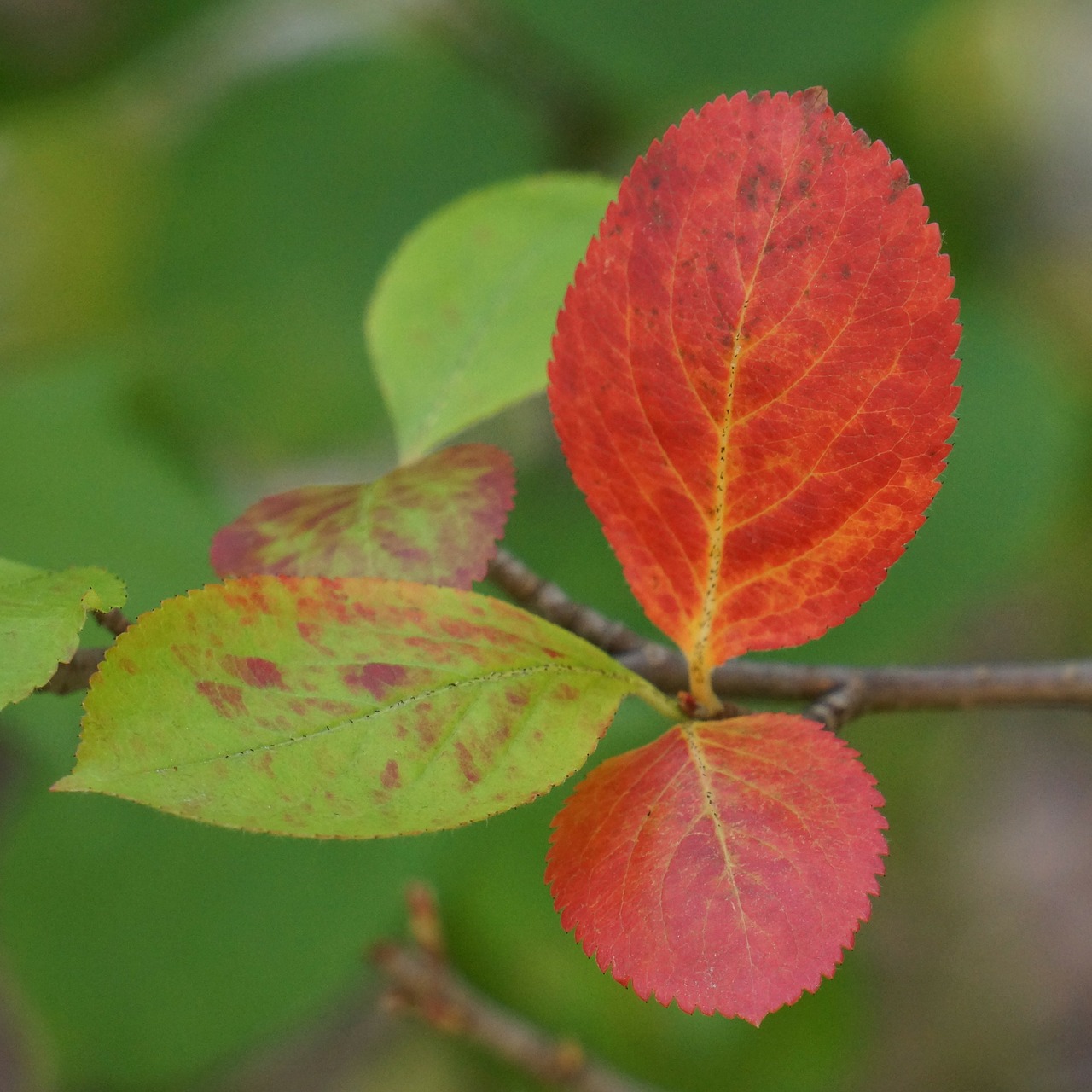 Ruduo, Raudoni Lapai, Aronia, Kritimo Spalvos, Nemokamos Nuotraukos,  Nemokama Licenzija