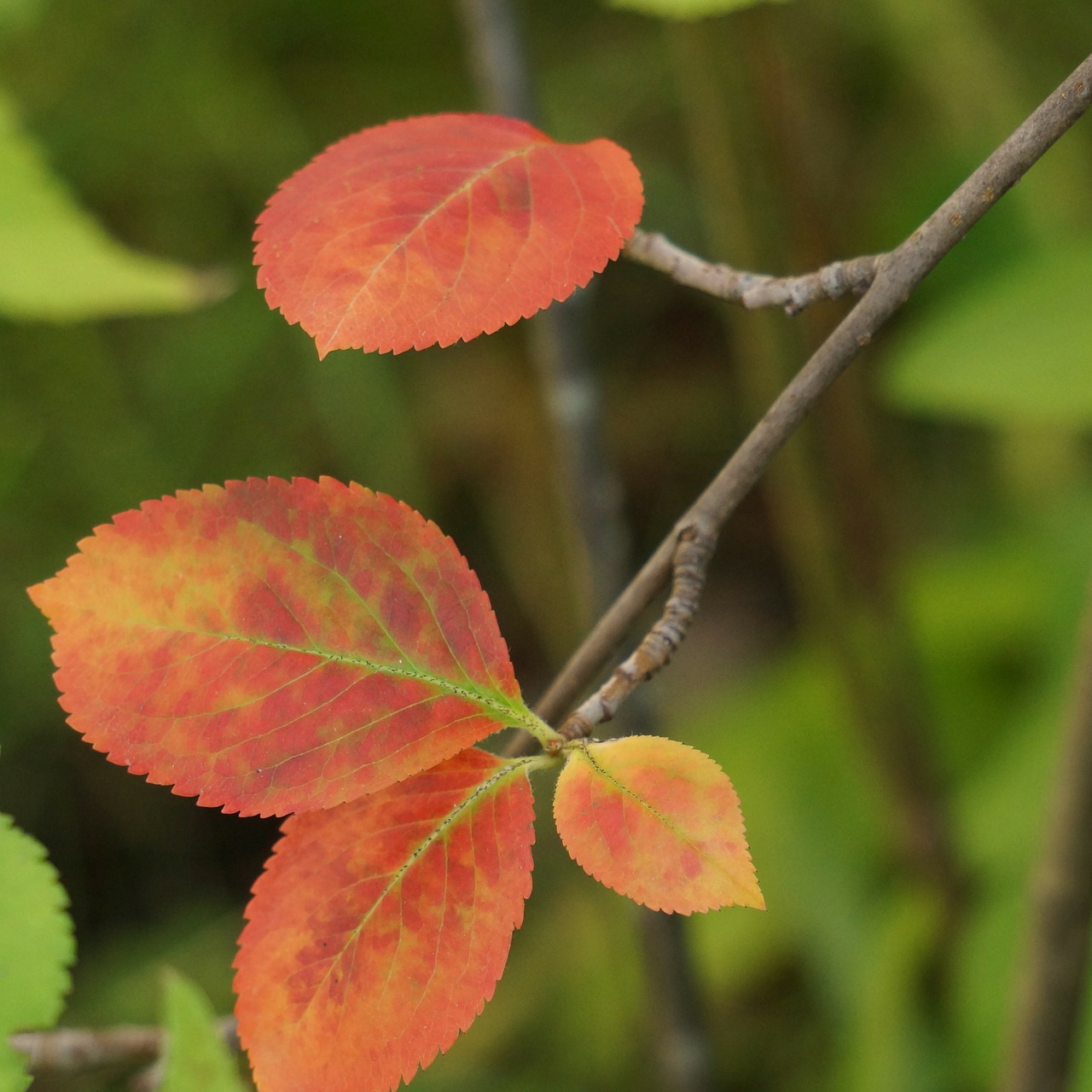 Ruduo, Raudoni Lapai, Aronia, Kritimo Spalvos, Nemokamos Nuotraukos,  Nemokama Licenzija