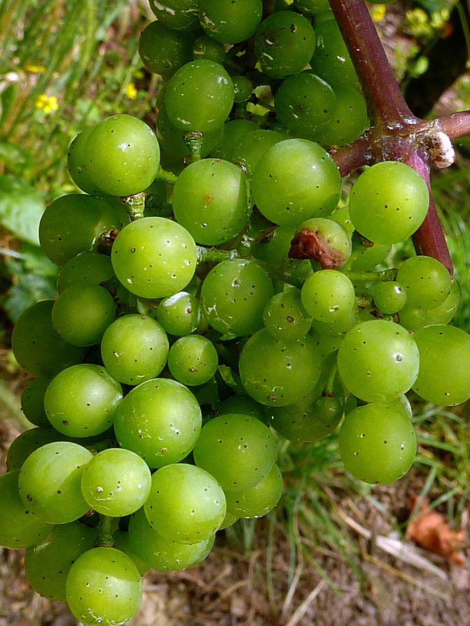 Ruduo, Vynuogės, Vynuogių Derlius, Vaisiai, Vynas, Gamta, Vynmedis, Vynuogių, Vintage, Vynuogių Auginimas