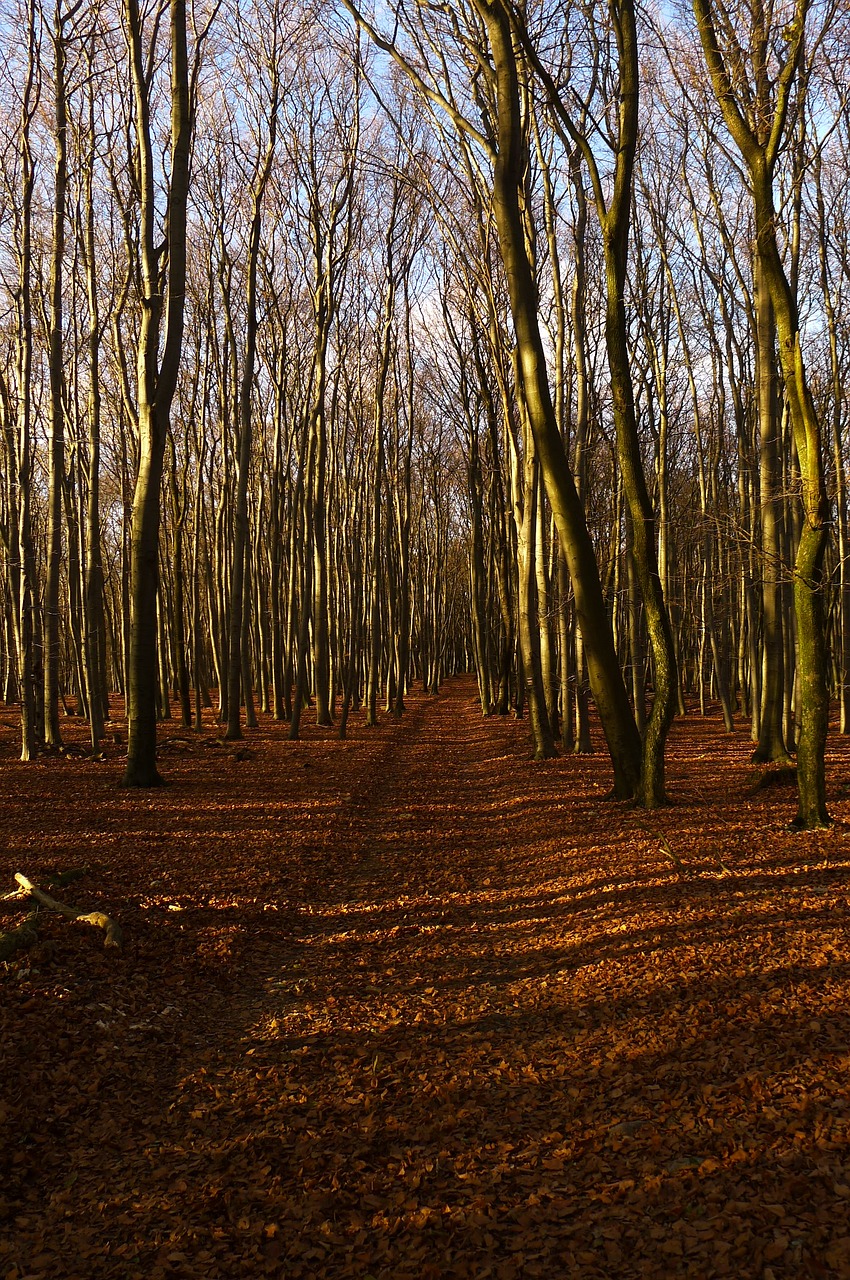 Ruduo, Miškas, Gamta, Kritimas, Medžiai, Parkas, Lapai, Kelias, Mediena, Spalio Mėn