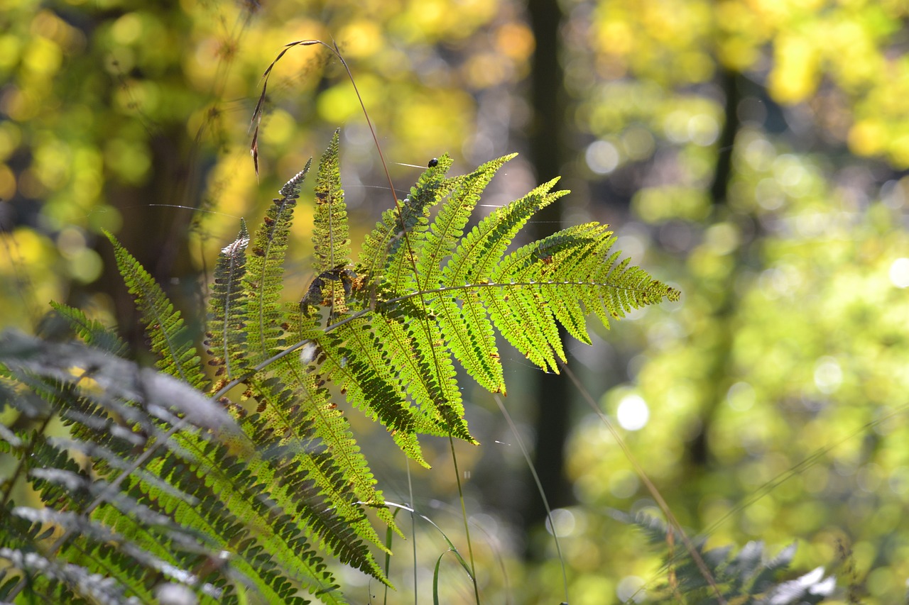 Ruduo, Rudens Miškas, Rudens Nuotaika, Lapai, Miškas, Gamta, Papartis, Lapai, Uždaryti, Žalias