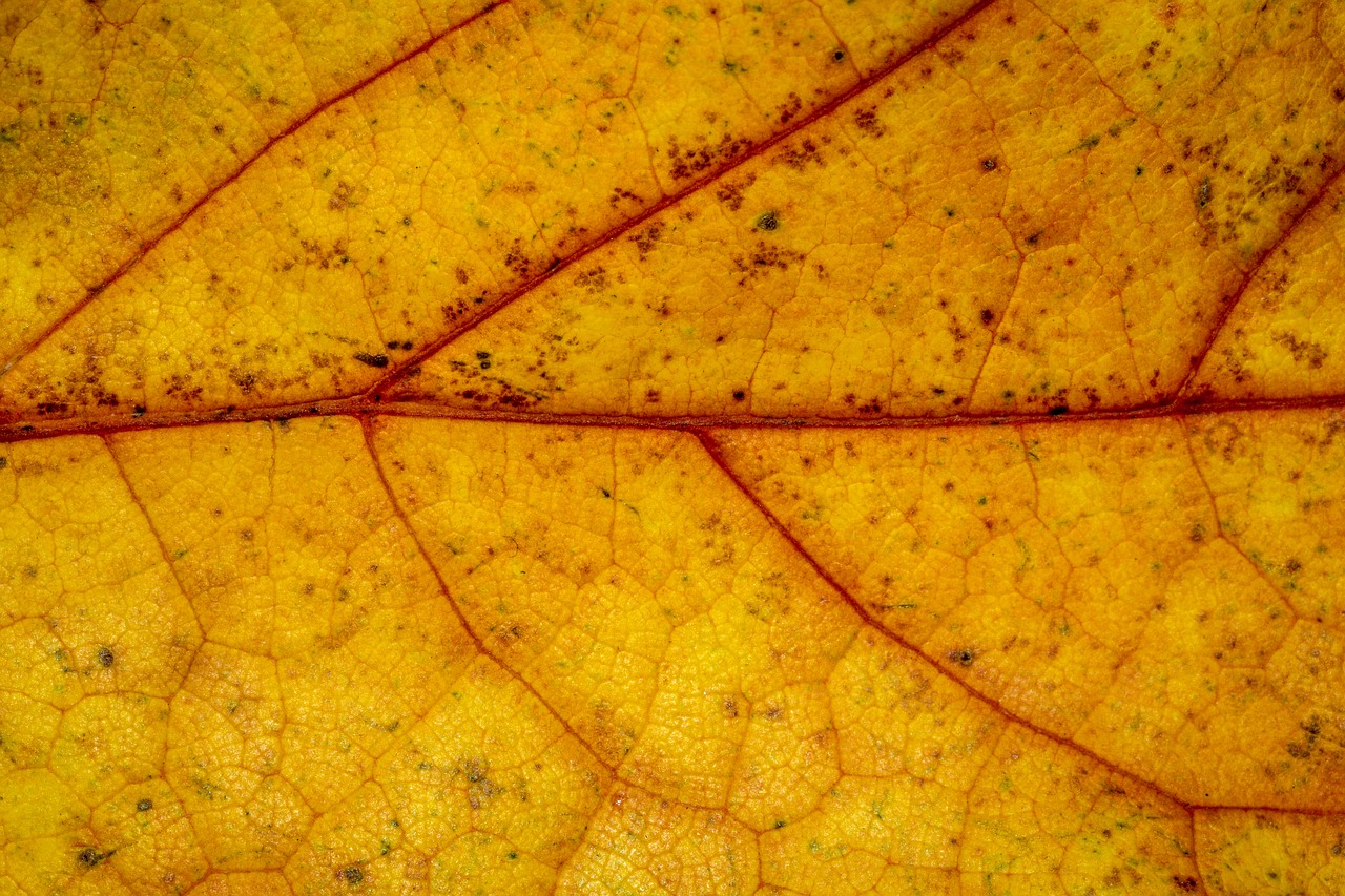 Ruduo, Lapai, Lapai, Kritimo Lapija, Rudens Spalvos, Palieka Rudenį, Gamta, Spalva, Auksinis, Makro