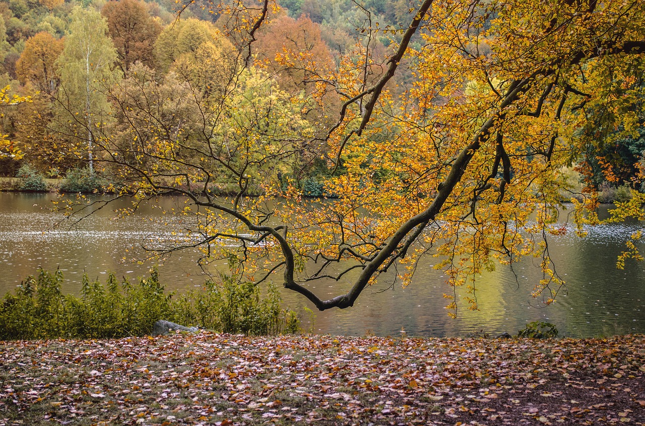 Ruduo, Parkas, Gamta, Medis, Herbstimpressija, Nemokamos Nuotraukos,  Nemokama Licenzija