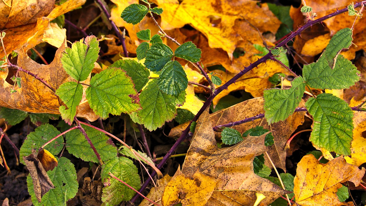 Ruduo, Gervuogė, Lapai, Bramble, September, Pusiau Subrendęs, Krūmas, Maistas, Miškas, Sveikas