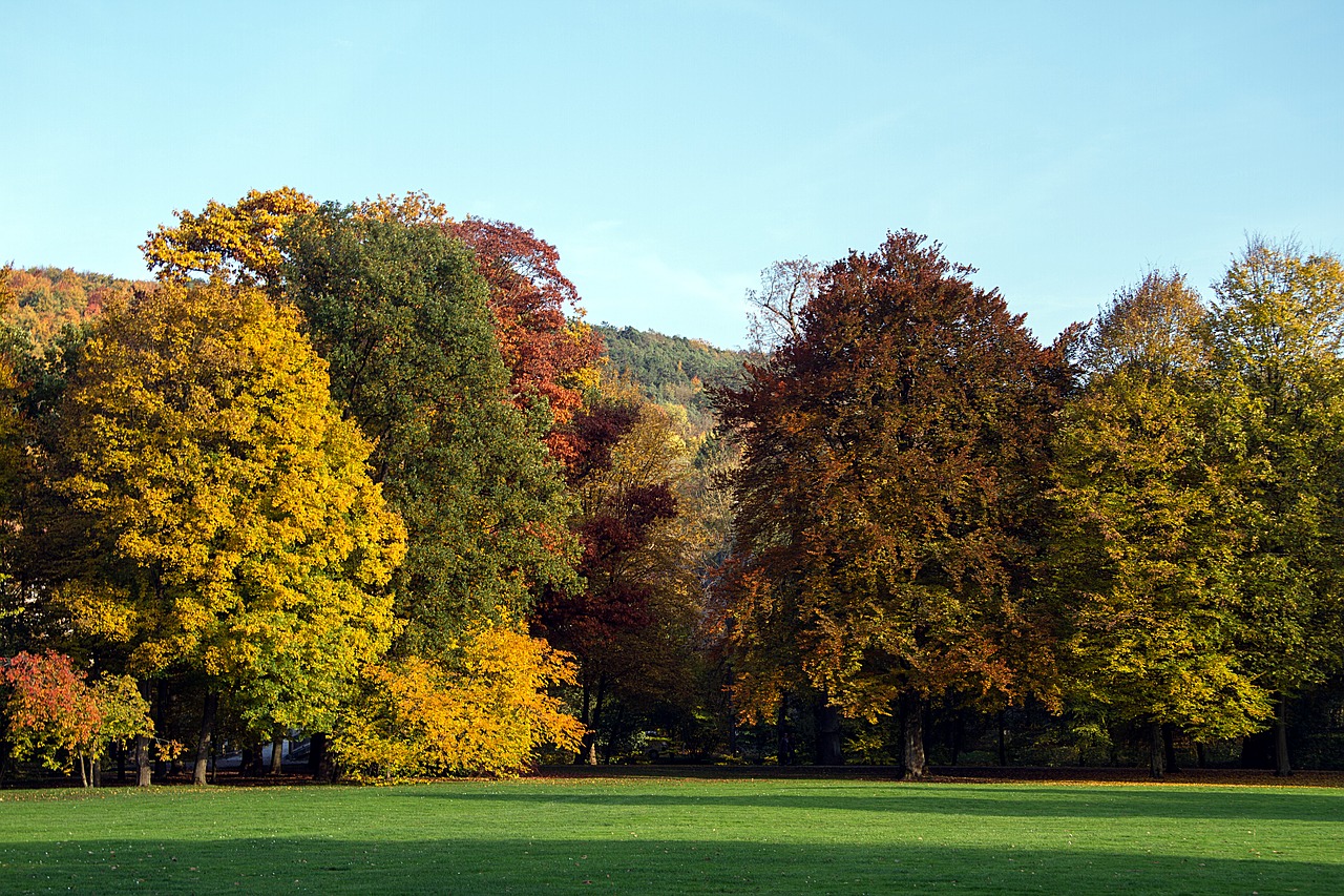 Ruduo, Lapai, Kritimo Lapai, Rudens Spalvos, Kritimo Spalva, Rudens Nuotaika, Spalio Mėn, Luitpold Parkas Blogas Kissingen, Lapuočių Medis, Auksinis Spalio Mėn .