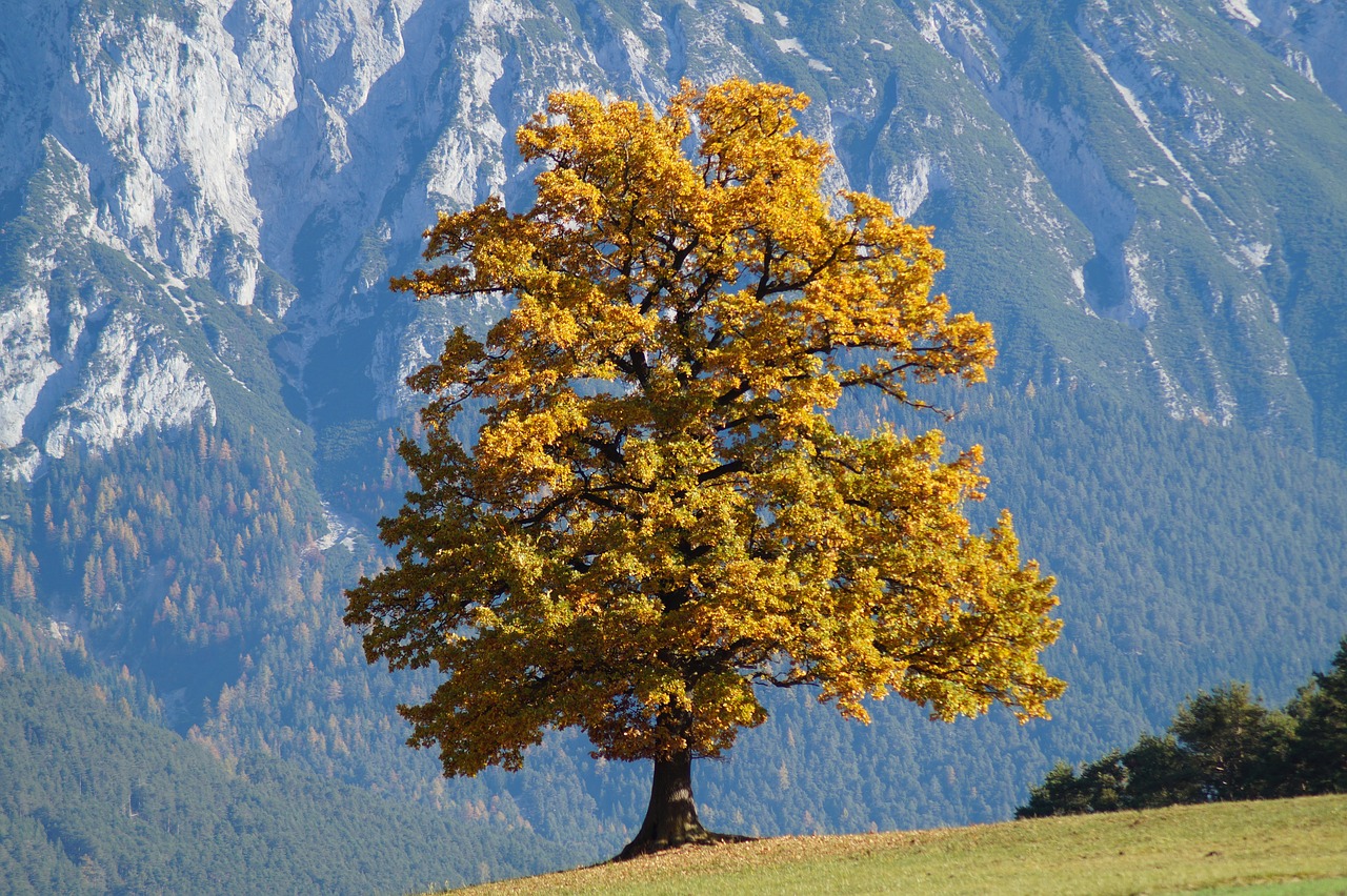 Ruduo, Lapai, Kritimo Lapija, Miško Paklotė, Miškas, Medis, Rudens Miškas, Kritimo Spalva, Palieka Rudenį, Aukso Ruduo