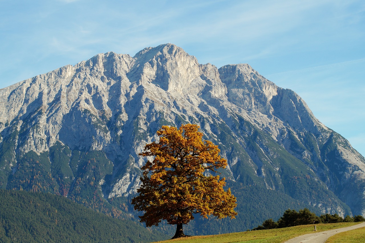 Ruduo, Lapai, Kritimo Lapija, Miško Paklotė, Miškas, Medis, Rudens Miškas, Kritimo Spalva, Palieka Rudenį, Aukso Ruduo