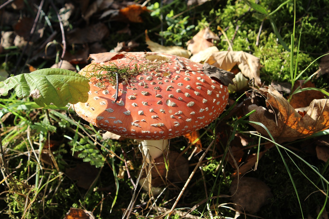 Ruduo, Grybai, Amanita, Miškas, Gamta, Grybai, Skrenda Agaro Raudonai, Rinkimas, Vabzdys, Apsinuodijimas