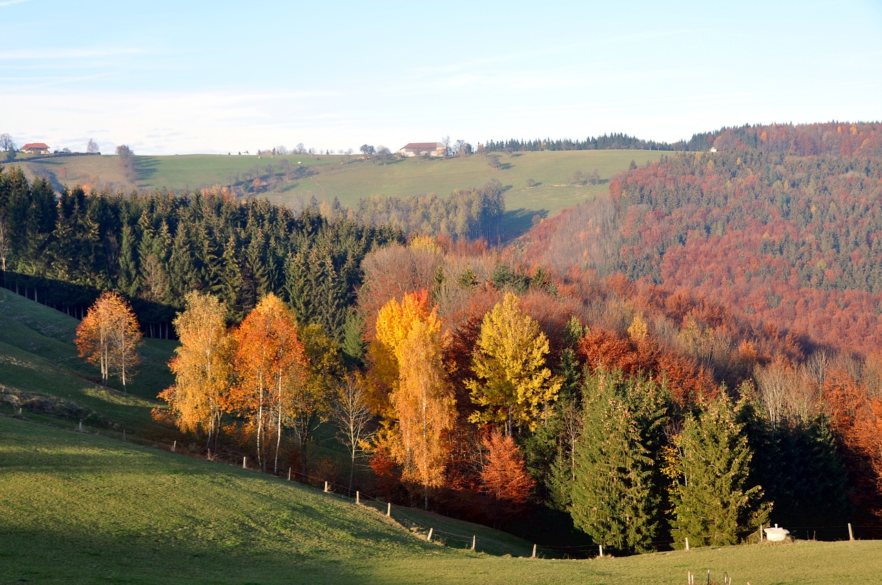 Ruduo, Rudens Nuotaika, Rudens Miškas, Atsiras, Kritimo Spalva, Aukso Ruduo, Kraštovaizdis, Gamta, Miškas, Nemokamos Nuotraukos