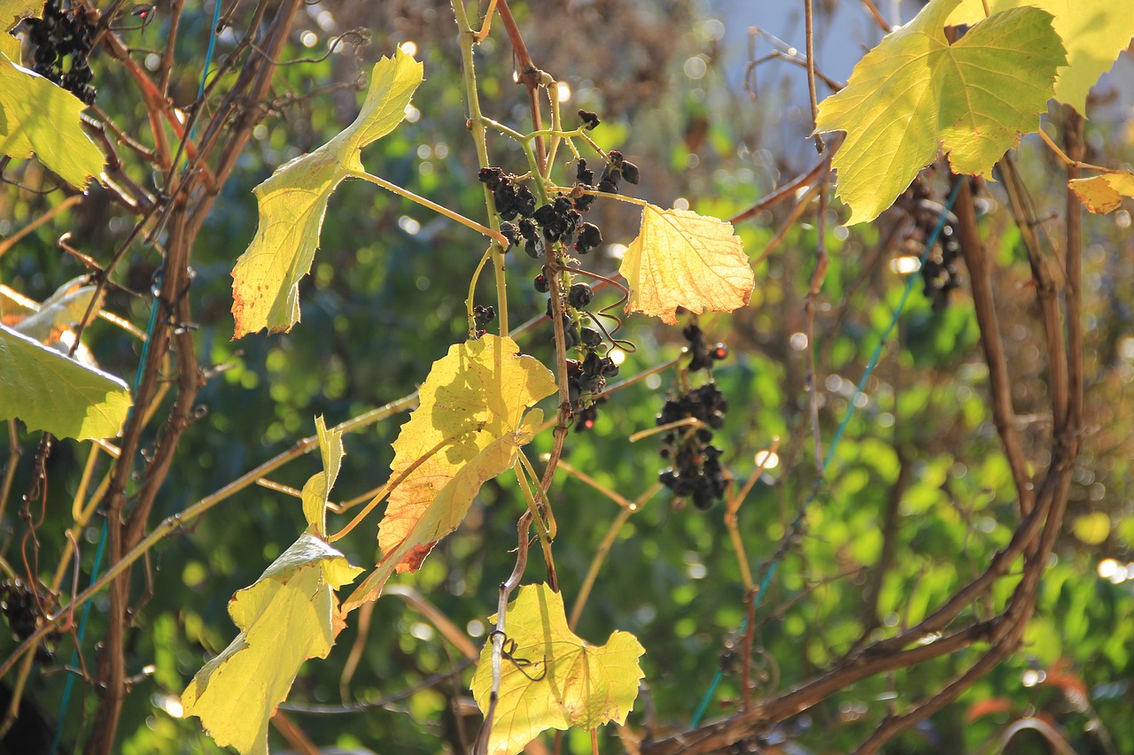 Ruduo, Šviesa, Vynuogė, Lapai, Rudens Lapai, Rudens Žiburiai, Nemokamos Nuotraukos,  Nemokama Licenzija