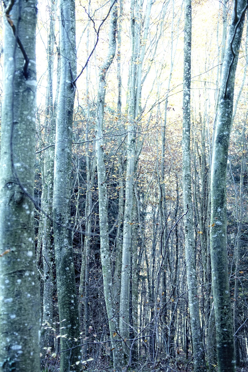 Ruduo, Medžiai, Miškas, Rudens Miškas, Saulės Spindulys, Nemokamos Nuotraukos,  Nemokama Licenzija