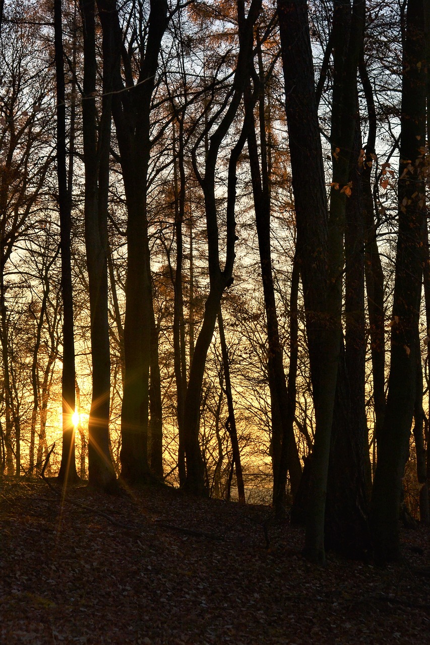 Ruduo, Saulėlydis, Šaltas, Abendstimmung, Vakarinis Dangus, Miškas, Medžiai, Šviesa, Spinduliai, Saulės Spindulys