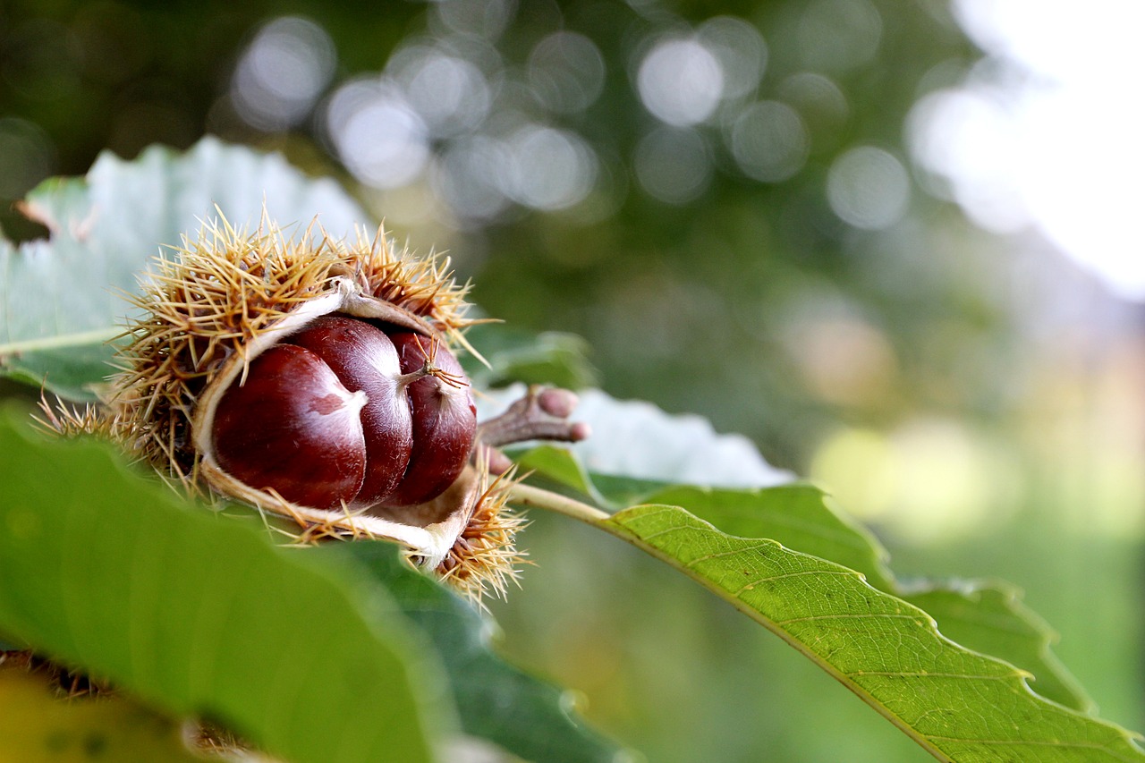 Ruduo, Kaštonas, Gamta, Makro, Blizgantis, Nemokamos Nuotraukos,  Nemokama Licenzija