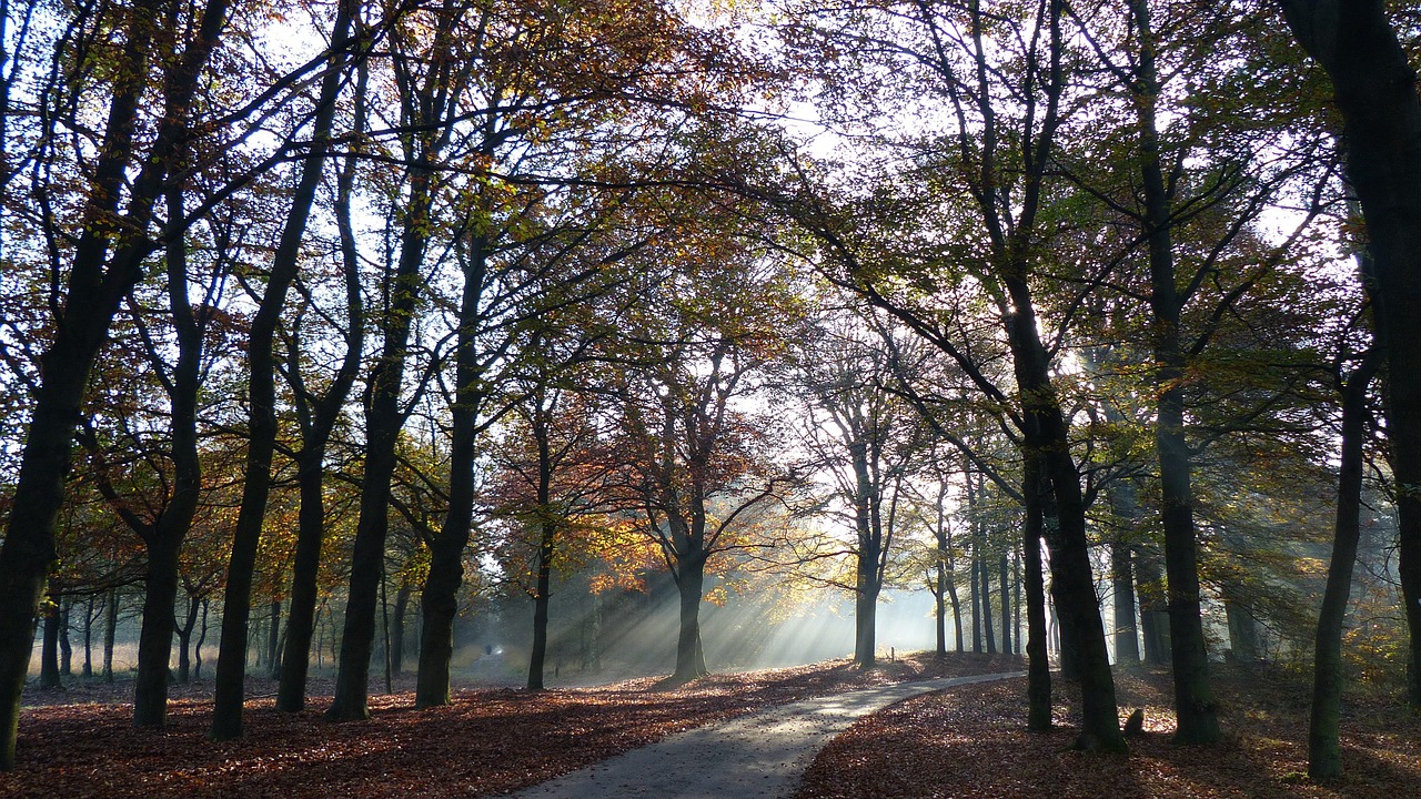 Ruduo, Medžiai, Veluwe, Lentynos Jerkin, Nemokamos Nuotraukos,  Nemokama Licenzija