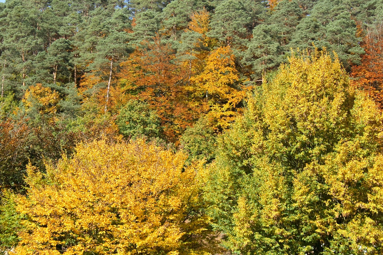 Ruduo, Miškas, Medžiai, Lapai, Auksinis Spalio Mėn ., Saulė, Spalvinga, Gamta, Fonas, Tapetai