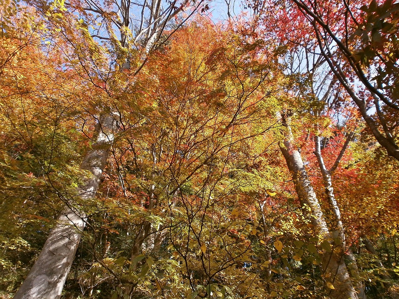 Ruduo, Rudens Lapai, Spalvinga, Miškai, Miškas, Arboretum, Nemokamos Nuotraukos,  Nemokama Licenzija