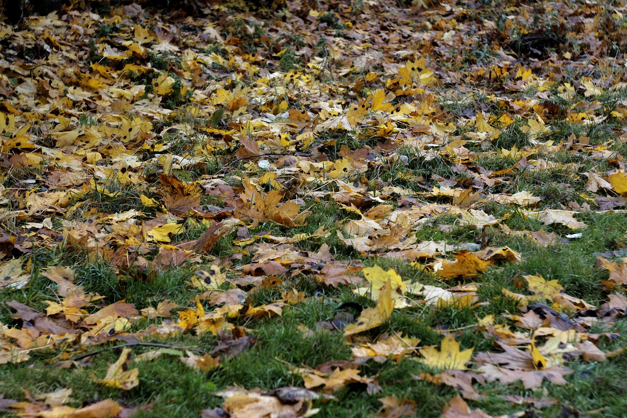 Ruduo, Rudens Lapai, Gamta, Nemokamos Nuotraukos,  Nemokama Licenzija