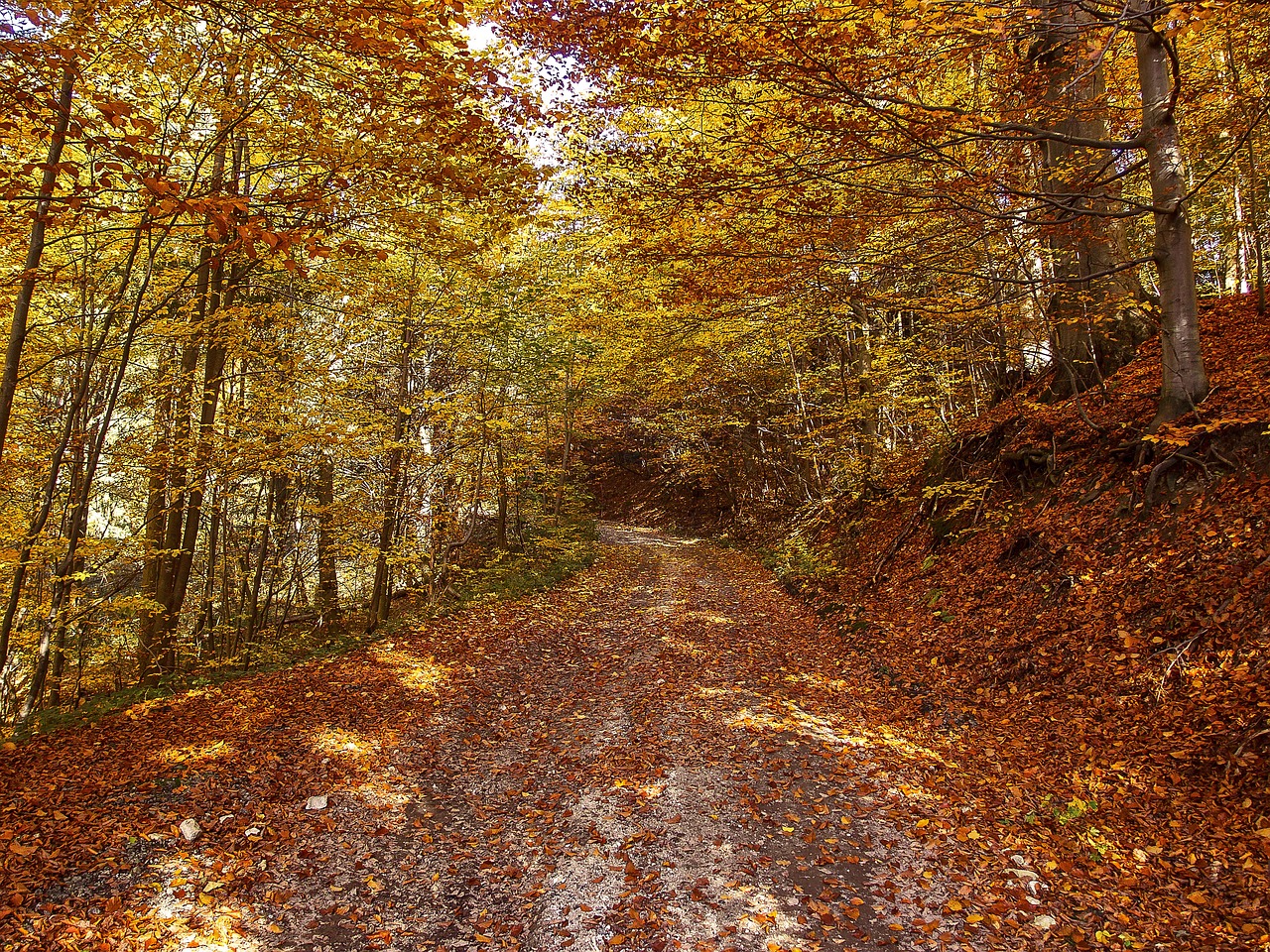 Ruduo, Miškas, Gamta, Spalva, Nemokamos Nuotraukos,  Nemokama Licenzija