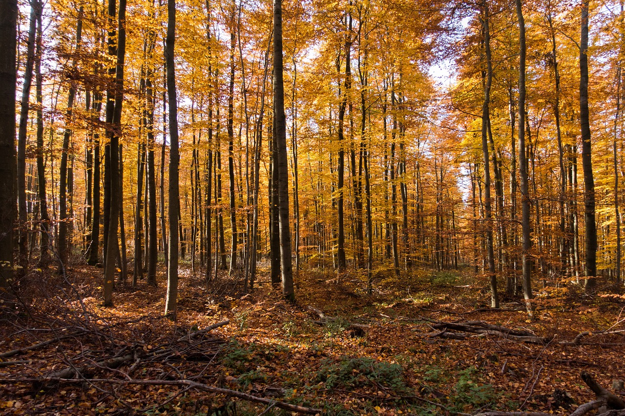 Ruduo, Miškas, Lapai, Geltona, Nemokamos Nuotraukos,  Nemokama Licenzija