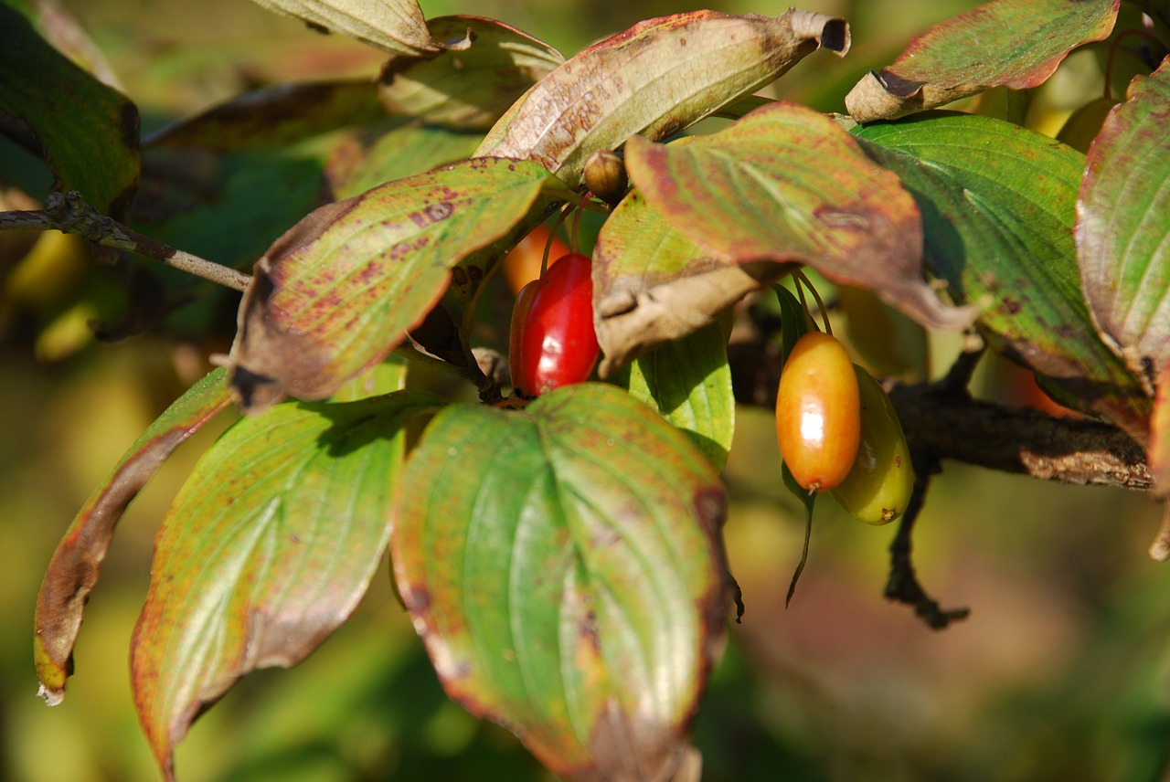 Ruduo, Mediena, Jujube, Nemokamos Nuotraukos,  Nemokama Licenzija