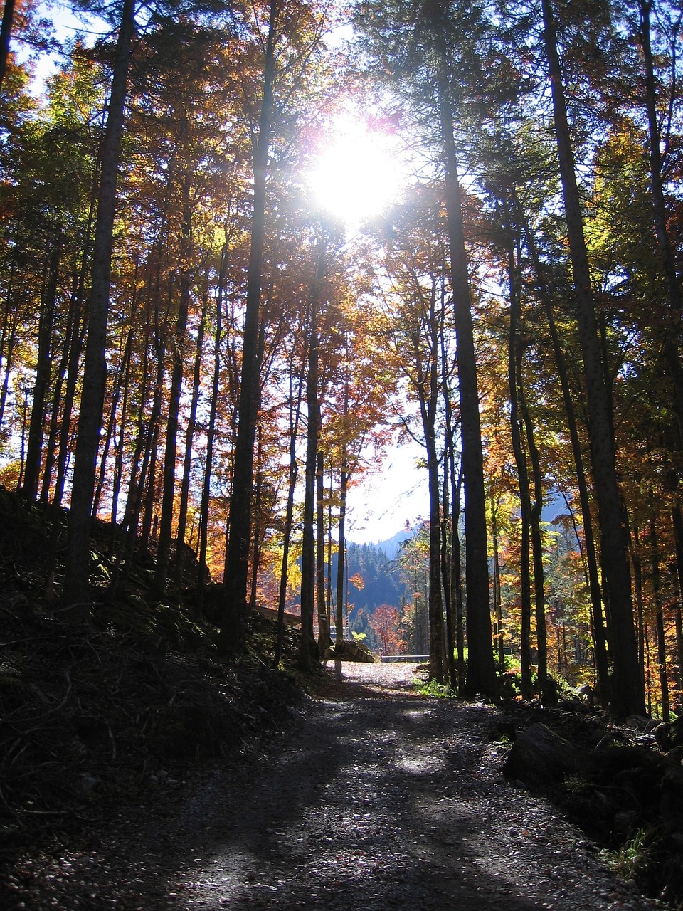 Ruduo, Miškas, Kritimo Spalva, Lapai, Kritimo Lapija, Nemokamos Nuotraukos,  Nemokama Licenzija