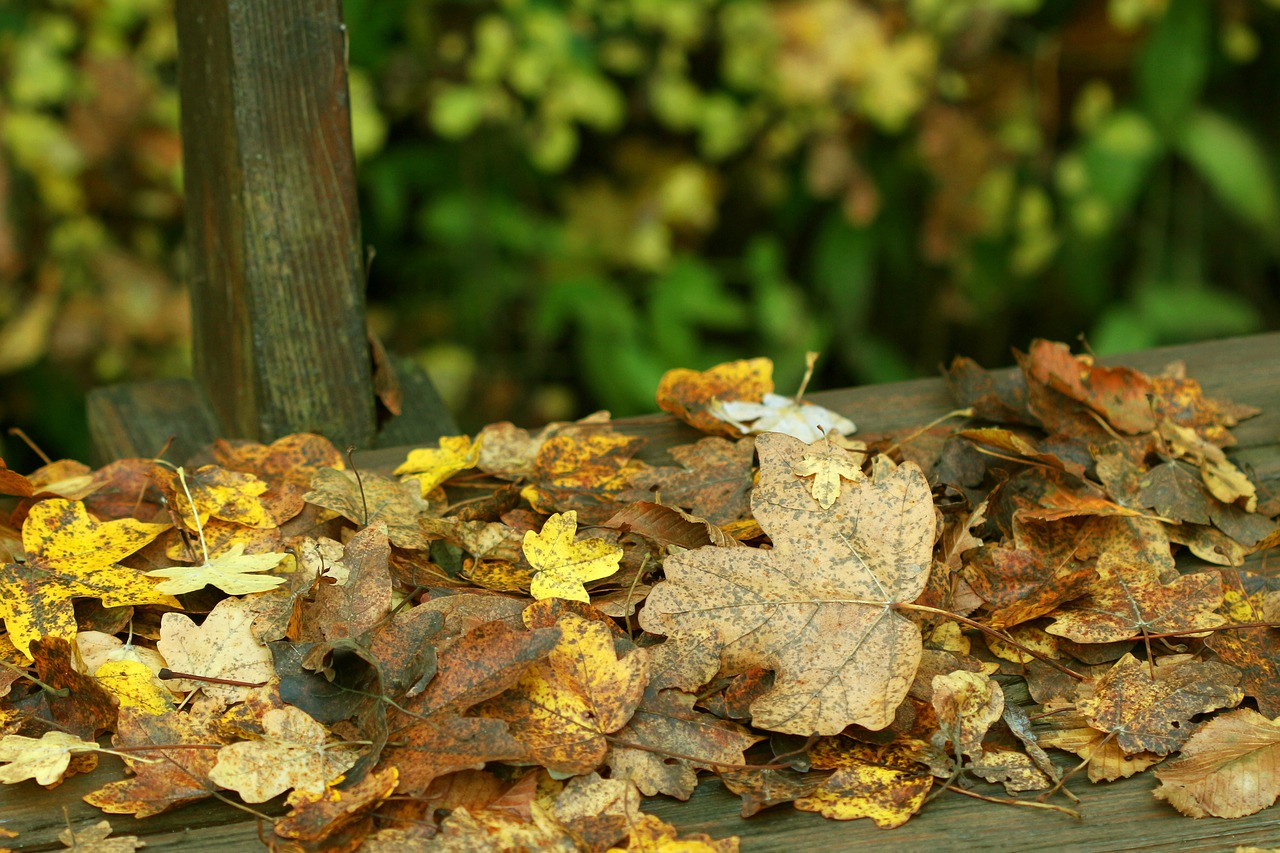 Ruduo, Miškas, Rudens Miškas, Kritimo Lapai, Lapai, Kritimo Spalva, Rudens Spalvos, Spalvoti Lapai, Spalvinga, Bankas