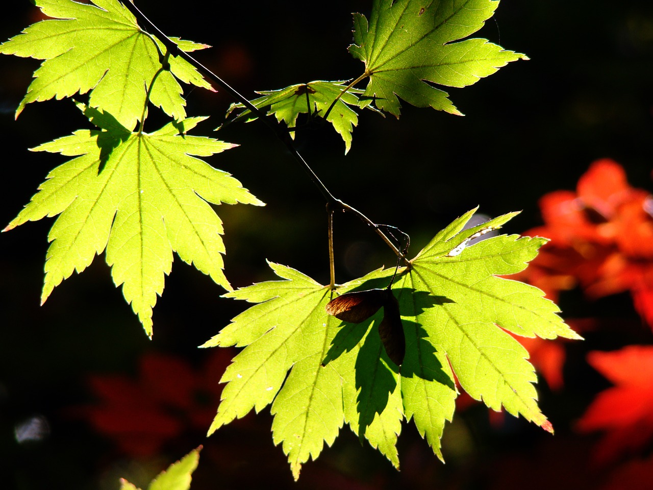 Ruduo, Rudens Lapai, Gamta, Lapai, Mediena, Lapai, Kraštovaizdis, Nemokamos Nuotraukos,  Nemokama Licenzija