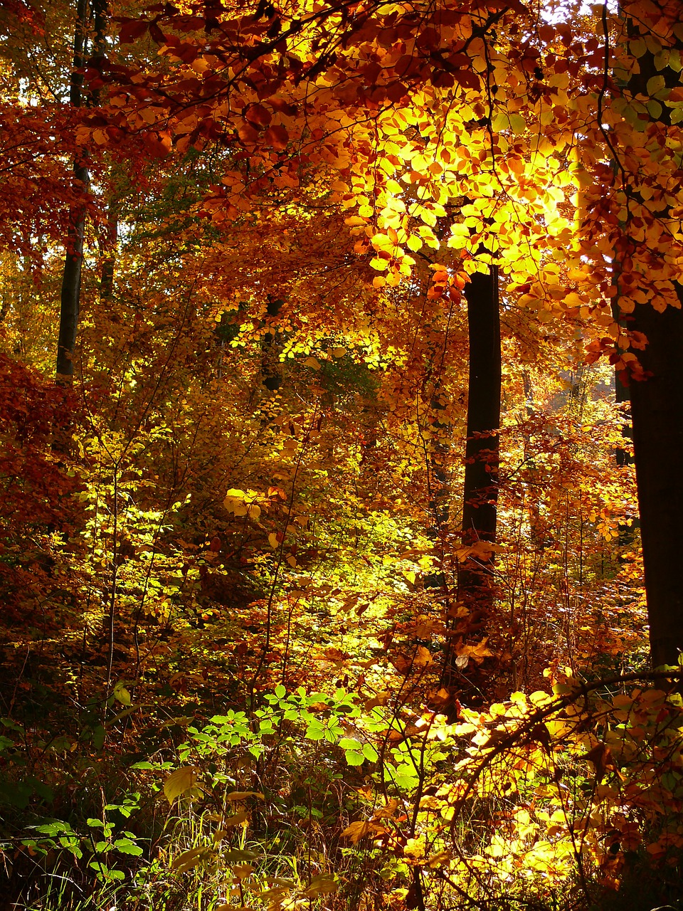 Ruduo, Miškas, Aukso Ruduo, Palieka Rudenį, Kritimo Lapija, Medžiai, Autum, Kraštovaizdis, Mediena, Spalvos