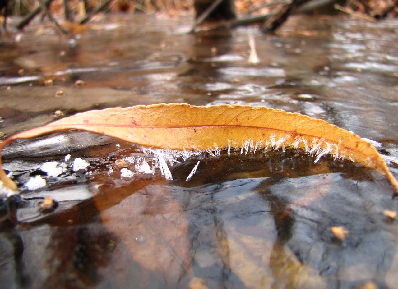 Ruduo, Pirmas Šaltis, Leann, Nukritusių Lapų, Ledas, Puddles, Listopad, Rudens Lapas, Nemokamos Nuotraukos,  Nemokama Licenzija