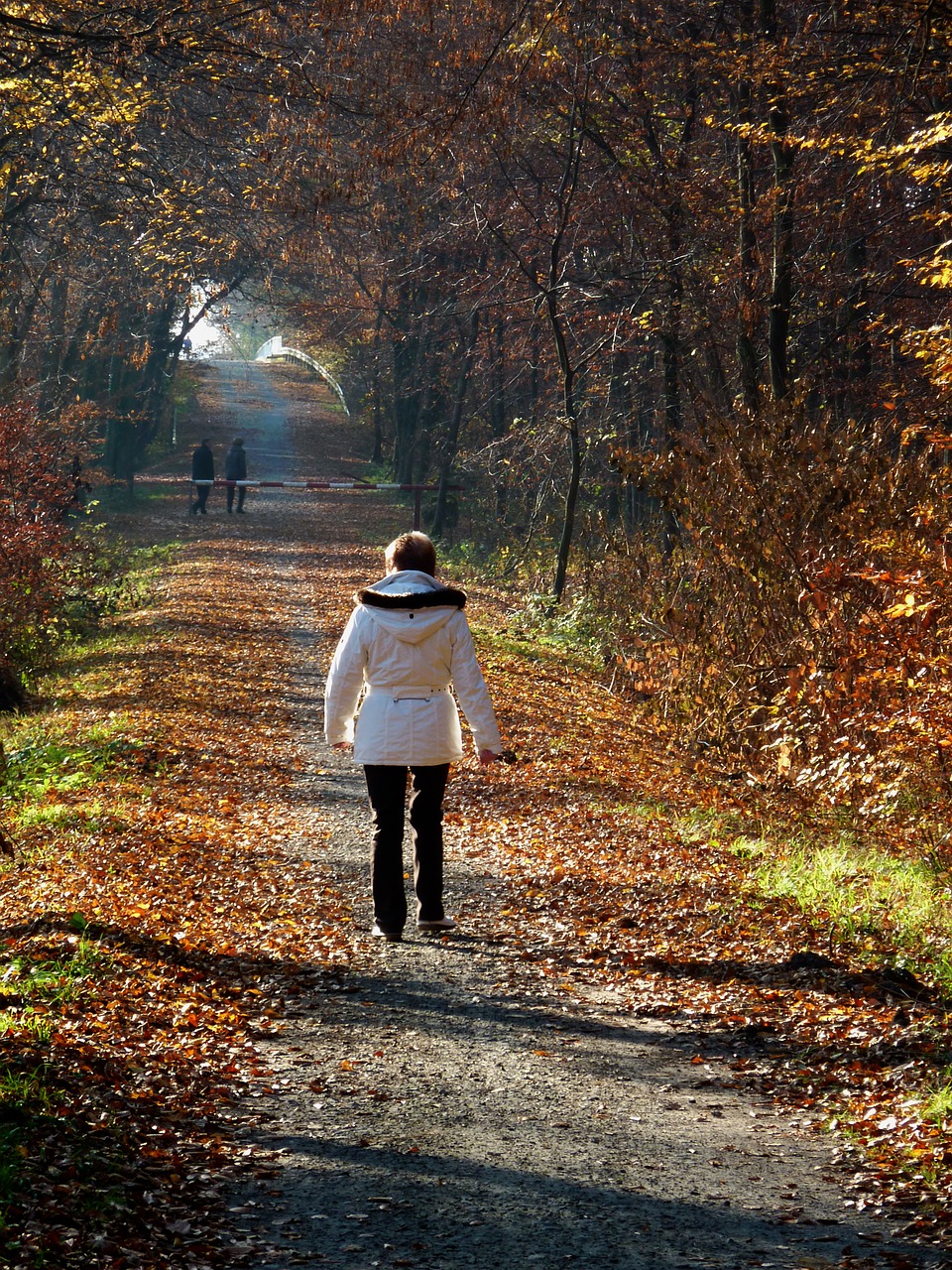 Ruduo, Rudens Miškas, Rudenį Vaikščioti, Kritimo Lapai, Medžiai, Miškas, Spalvoti Lapai, Lapai, Rudens Nuotaika, Gamta