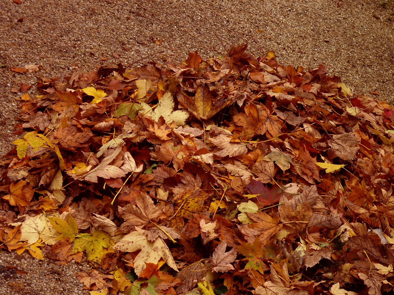 Ruduo, Kritimo Lapija, Aukso Ruduo, Miškas, Spalio Mėn, Lapai, Ruda, Herbstimpressija, Ant Žemės, Nukritęs