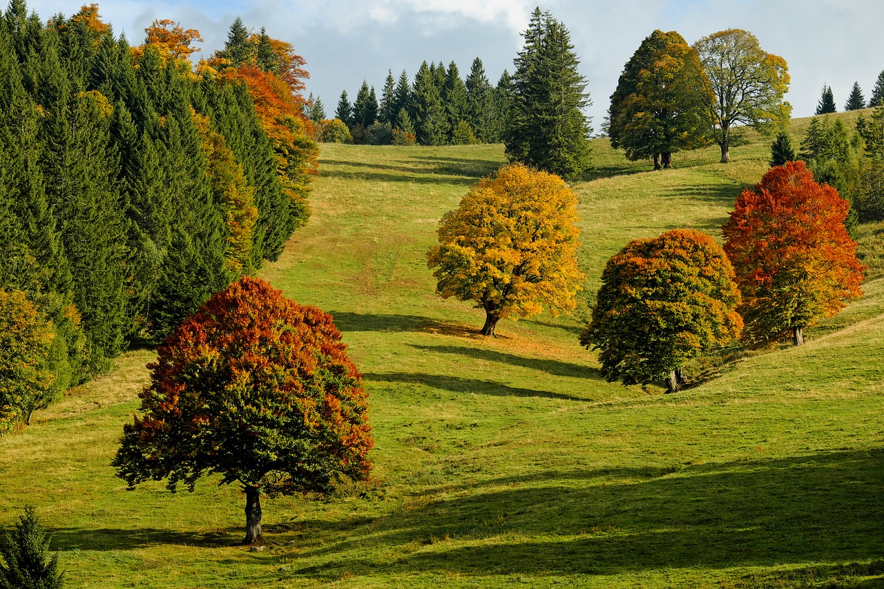 Ruduo, Rudens Miškas, Medžiai, Kritimo Lapija, Lapuočių Medžiai, Lapai, Spalvoti Lapai, Spalva, Šviesus, Spalvinga