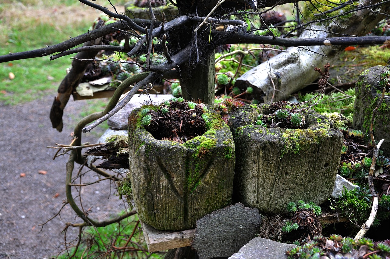 Ruduo, Samanos, Užaugo, Užteršimas, Landesgartenschau Bad Lippspringe, Nemokamos Nuotraukos,  Nemokama Licenzija