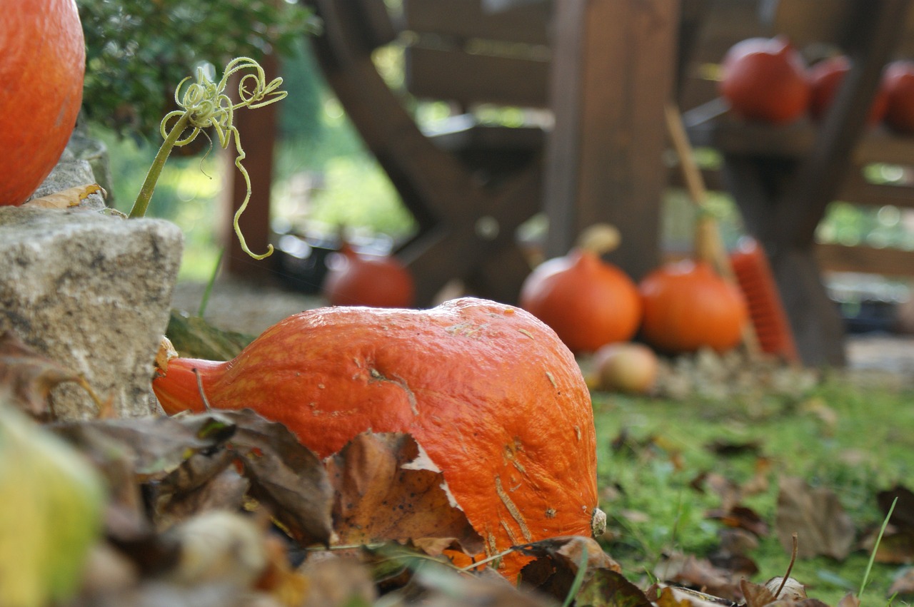 Ruduo, Moliūgas, Moliūgai, Oranžinė, Halloween, Daržovių, Maistas, Nemokamos Nuotraukos,  Nemokama Licenzija