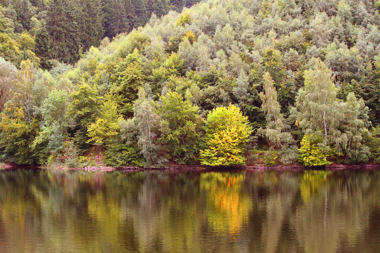 Ruduo, Kritimo Lapija, Aukso Ruduo, Lapai, Palieka Rudenį, Miškas, Spalvinga, Žalias, Fonas, Kraštovaizdis