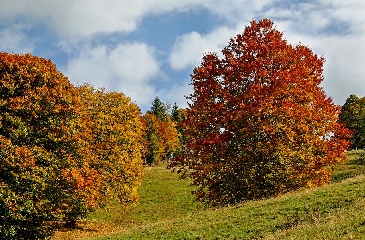 Ruduo, Rudens Miškas, Medžiai, Kritimo Lapija, Lapuočių Medžiai, Lapai, Spalvoti Lapai, Spalva, Šviesus, Spalvinga