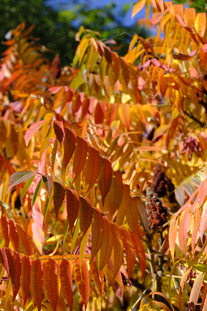 Ruduo, Lapai, Kritimo Lapija, Aukso Ruduo, Gamta, Trumpalaikis Laikotarpis, Miškas, Spalvos Pasikeitimas, Herbstsimmung, Nuotaika