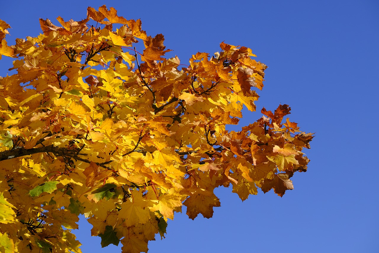 Ruduo, Lapai, Kritimo Lapija, Aukso Ruduo, Gamta, Trumpalaikis Laikotarpis, Miškas, Spalvos Pasikeitimas, Herbstsimmung, Nuotaika