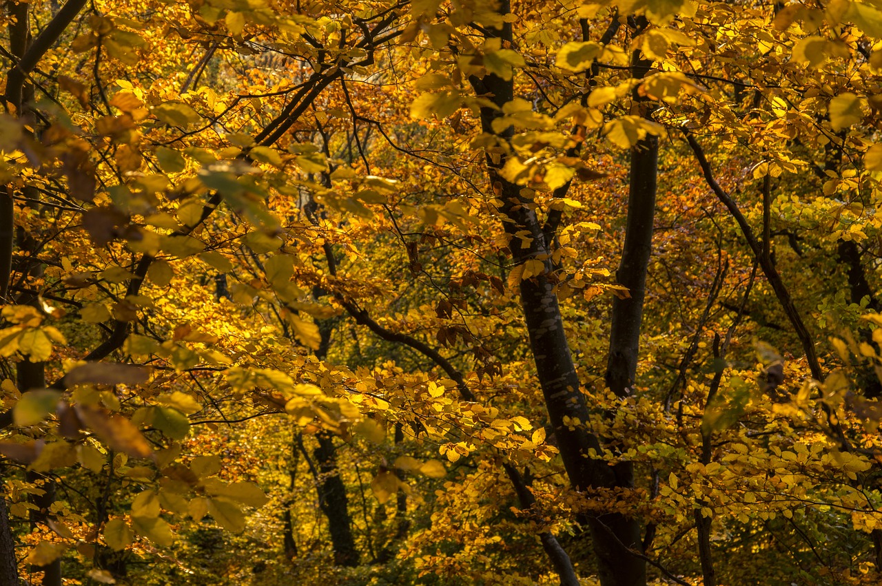 Ruduo, Rudens Spalvos, Lapai, Gamta, Aukso Ruduo, Rudens Nuotaika, Miškas, Kritimo Lapai, Šviesa, Kritimo Lapija