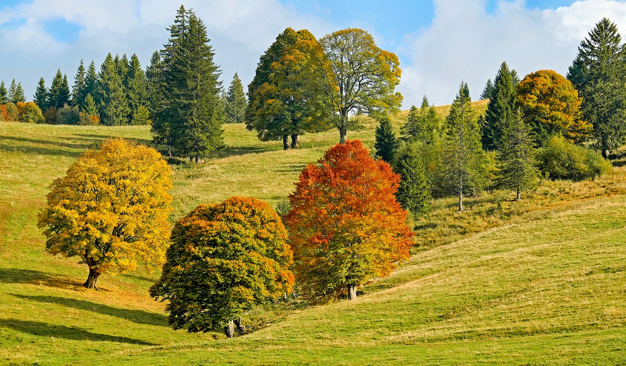 Ruduo, Rudens Miškas, Medžiai, Lapuočių Medžiai, Kritimo Lapija, Lapai, Spalvoti Lapai, Spalva, Šviesus, Spalvinga