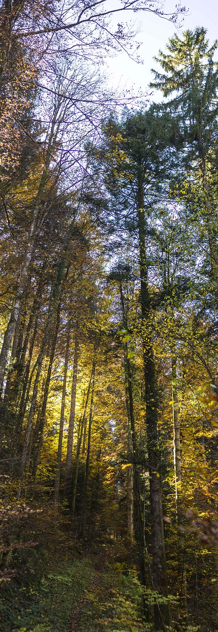 Ruduo, Saulė, Lapai, Aukso Ruduo, Dangus, Atgal Šviesa, Kritimo Spalva, Kritimo Lapai, Nemokamos Nuotraukos,  Nemokama Licenzija