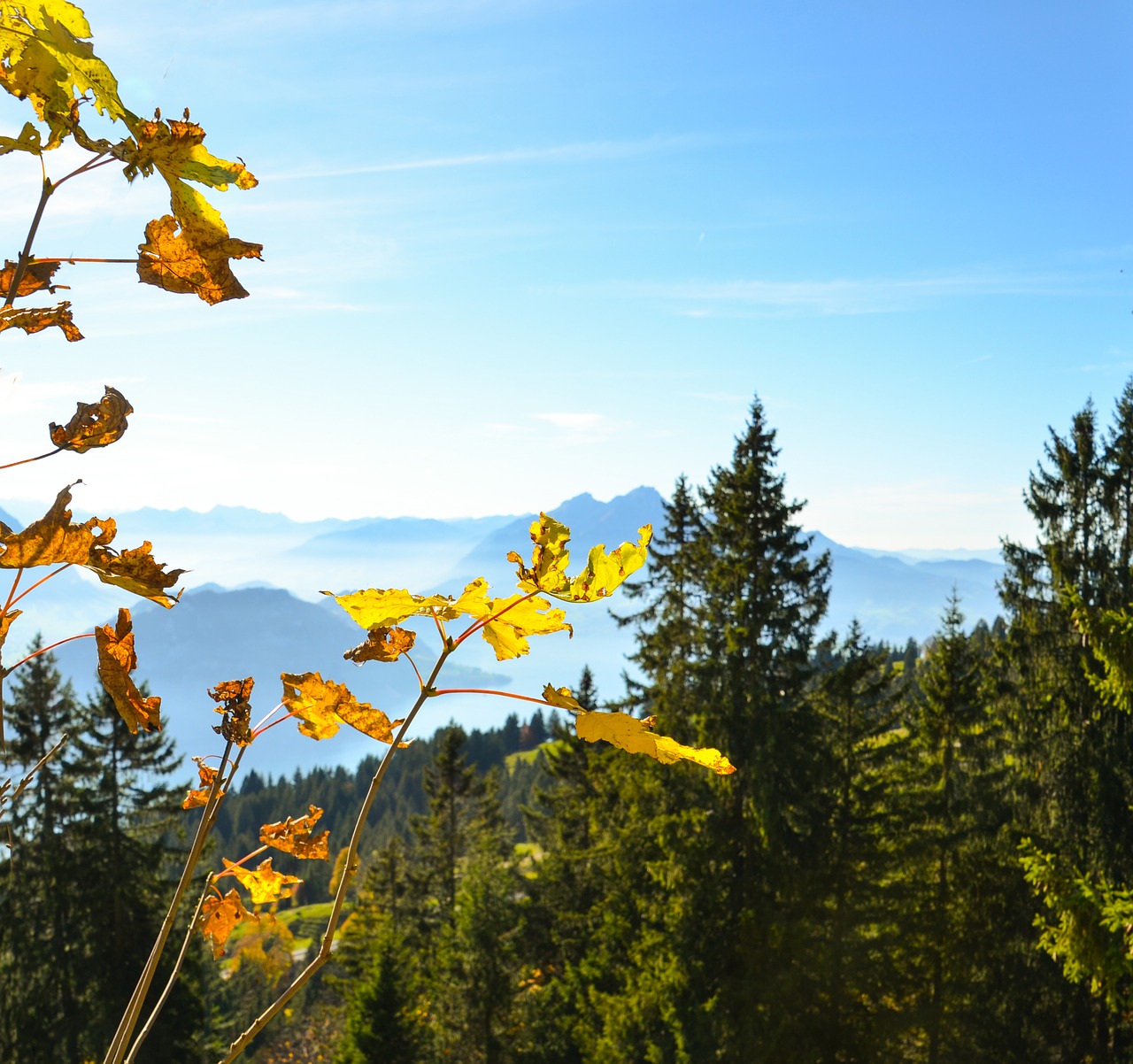 Ruduo, Lapai, Pilatus, Garantuoti Atsargas, Numatymas, Alpių, Žolės Mentė, Šveicarija, Rigi, Aukščiausiojo Lygio Susitikimas Toli