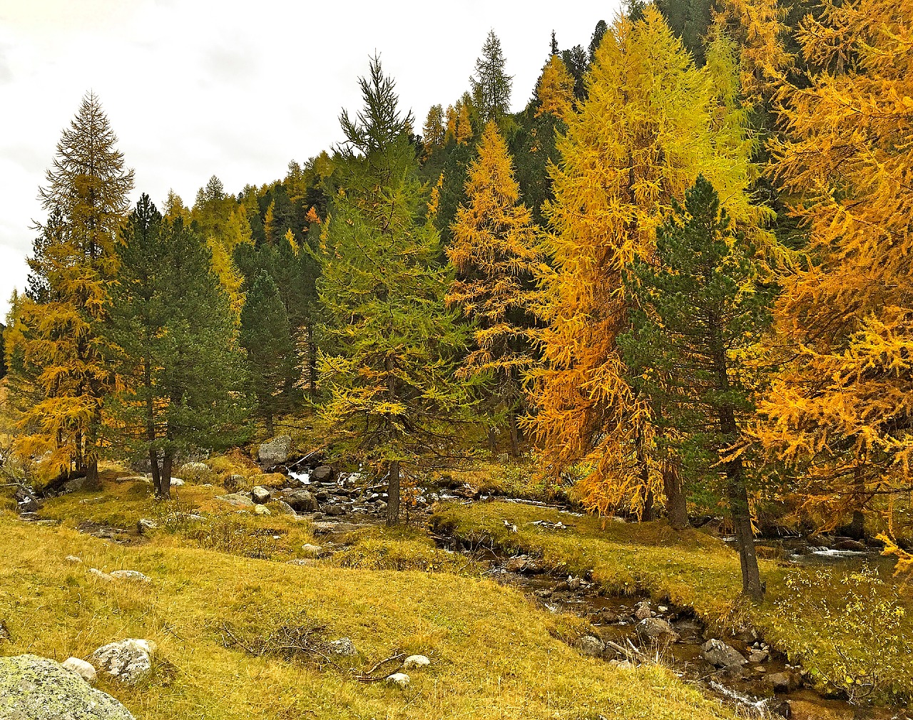 Ruduo, Indiška Vasara, Aukso Ruduo, Rudens Nuotaika, Bachas, Kalnų Upelis, Maumedis, Medžiai, Spalvinga, Miškas