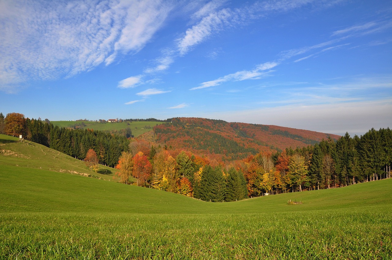 Ruduo, Aukso Ruduo, Rudens Miškas, Kritimo Spalva, Spalvinga, Dažymas, Farbenspiel, Nuotaika, Gamta, Rudens Spalvos