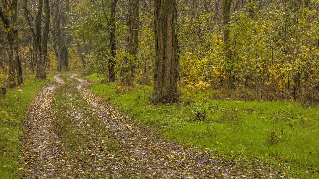 Ruduo, Kelias, Lapai, Nemokamos Nuotraukos,  Nemokama Licenzija