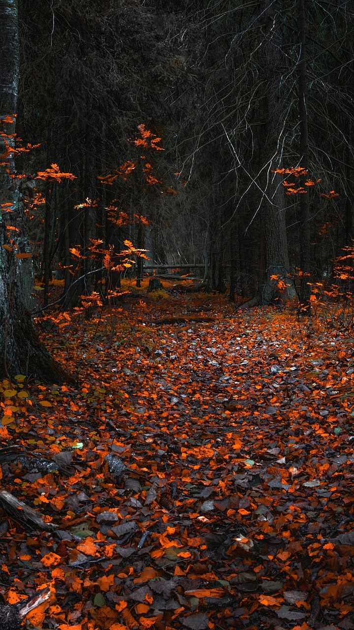 Ruduo, Miškas, Lapai, Medžiai, Nemokamos Nuotraukos,  Nemokama Licenzija