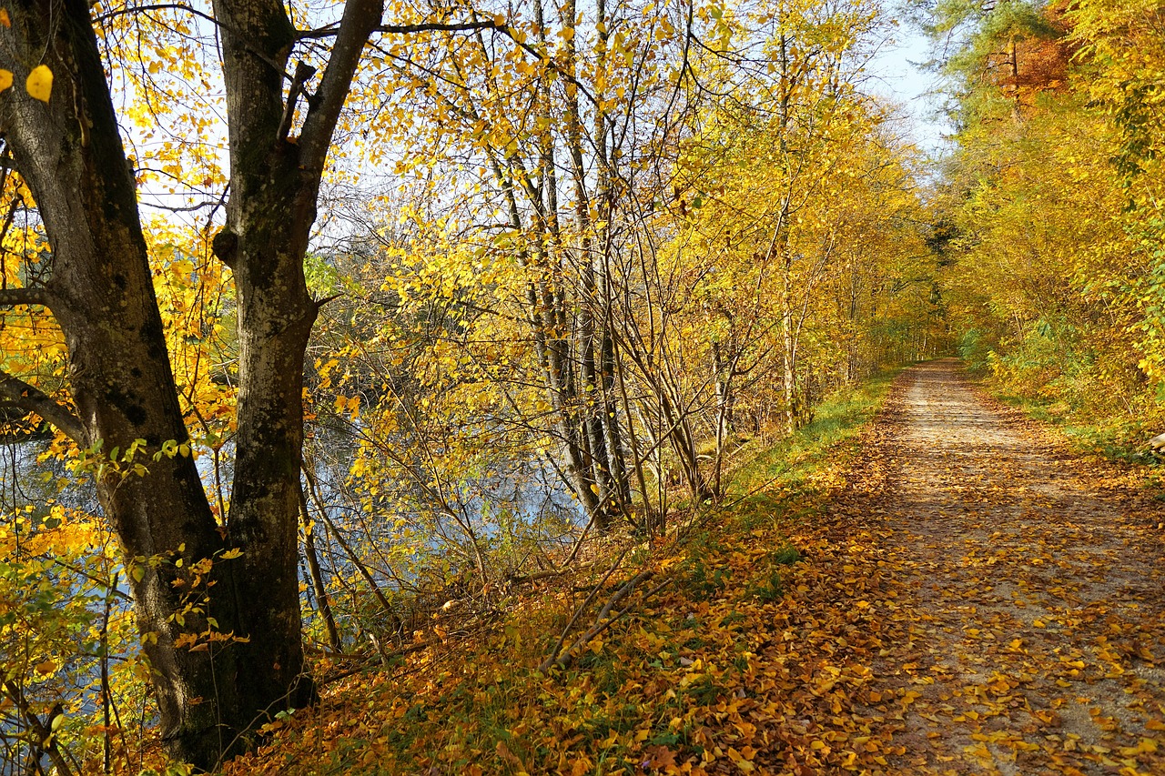 Ruduo, Danube, Gamta, Upė, Tuttlingen, Pramonės Zona, Medis, Vanduo, Bankas, Ulm